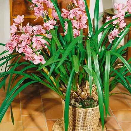 Cymbidie 'Pretty Candy' Cymbidie 'Pretty Candy'