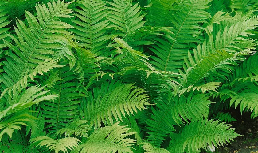 Dryopteris affinis