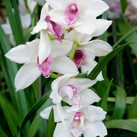 Cymbidie 'Baltic Snow Molly' Cymbidie 'Baltic Snow Molly'