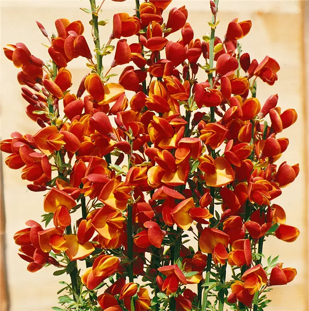 Duftender Kriechginster Pflanze, Pflege & Tipps  Floragard