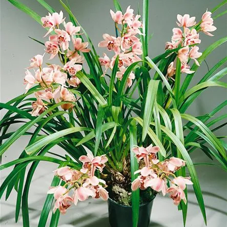 Cymbidie 'Lucky Rainbow' Cymbidie 'Lucky Rainbow'