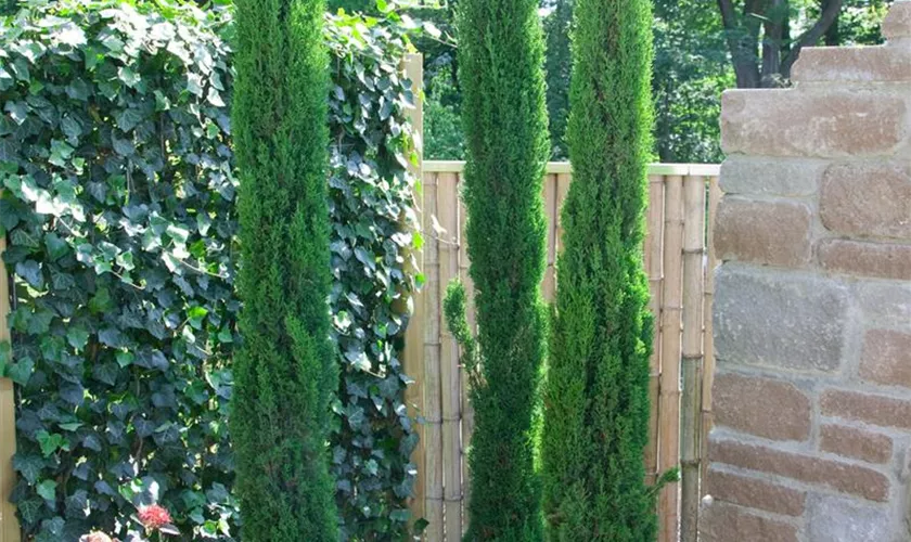 Mittelmeerzypresse 'Green Pillar'