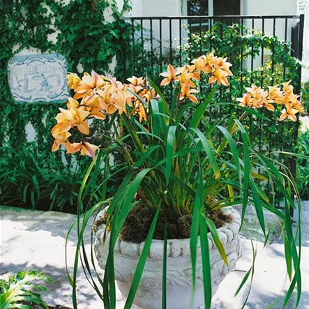 Cymbidie 'Ming Pagoda' Cymbidie 'Ming Pagoda'