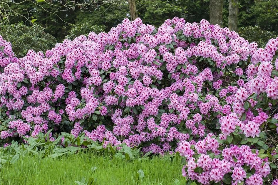Rhododendron 'Diadem' Pflanze, Pflege & Tipps  Floragard