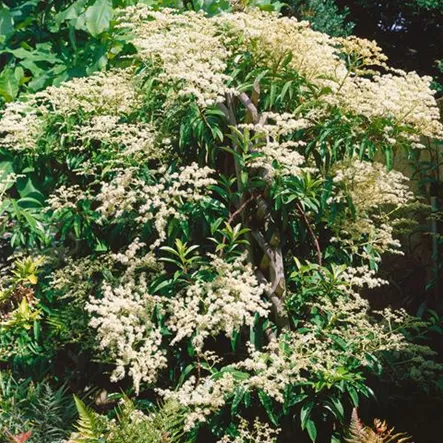 Amerikanische Sternhortensie Amerikanische Sternhortensie