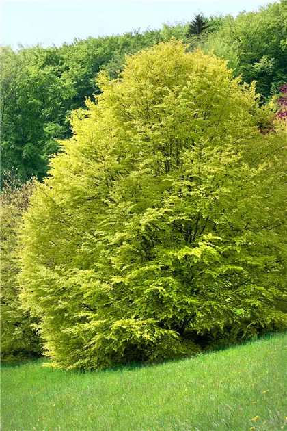 buy hedera Hedera Helix Camouflage | Uprooted