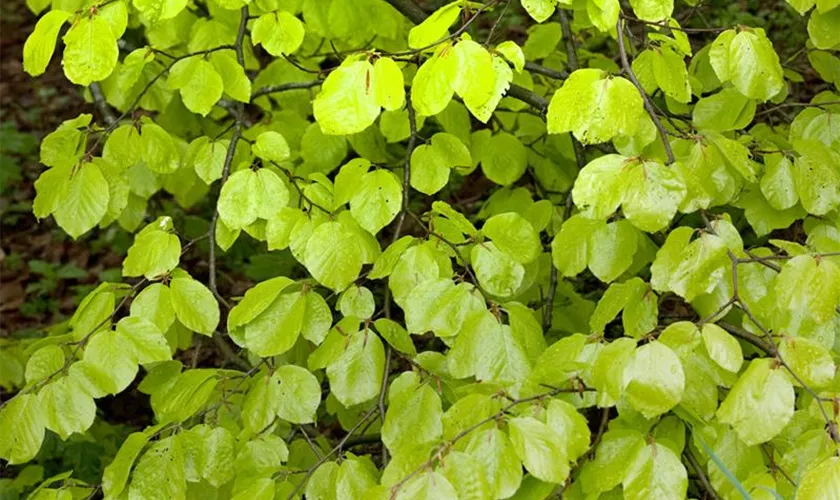 Gelbblättrige Rotbuche 'Rohan Gold'