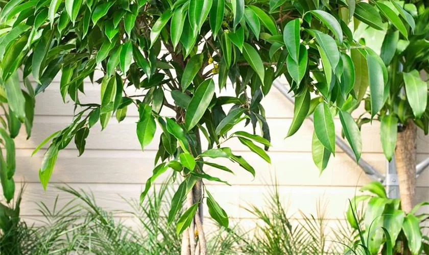 Schmalblättriger Gummibaum 'Amstel Green Gold'