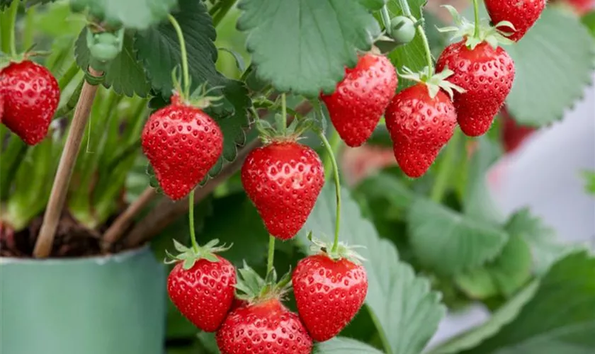 Fragaria x ananassa 'Alexandria'