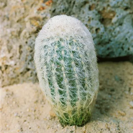 Espostoa