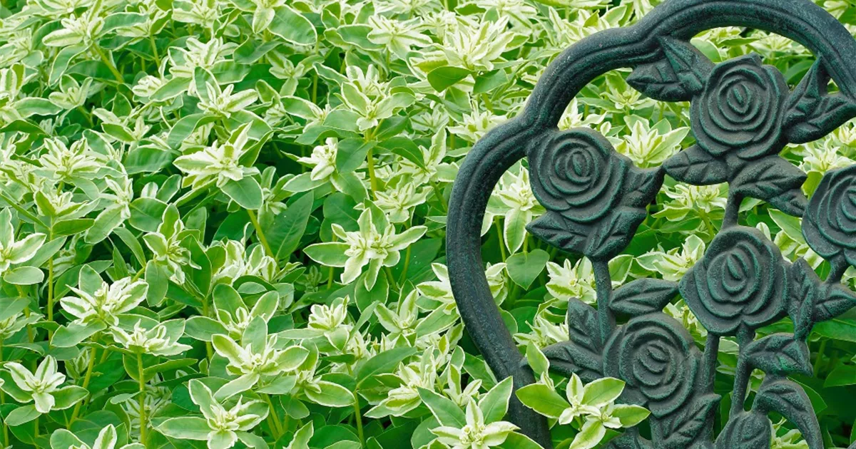 Euphorbia marginata Pflanze, Pflege & Tipps  Floragard