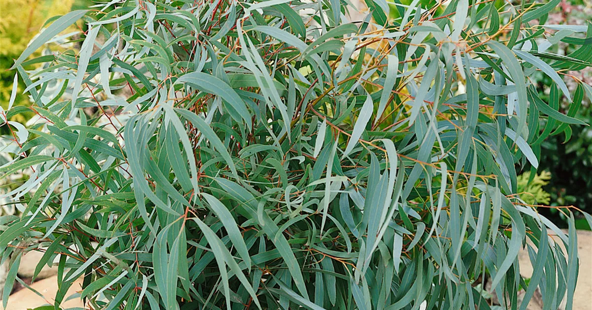 Eucalyptus citriodora Pflanze, Pflege & Tipps ▷ Floragard