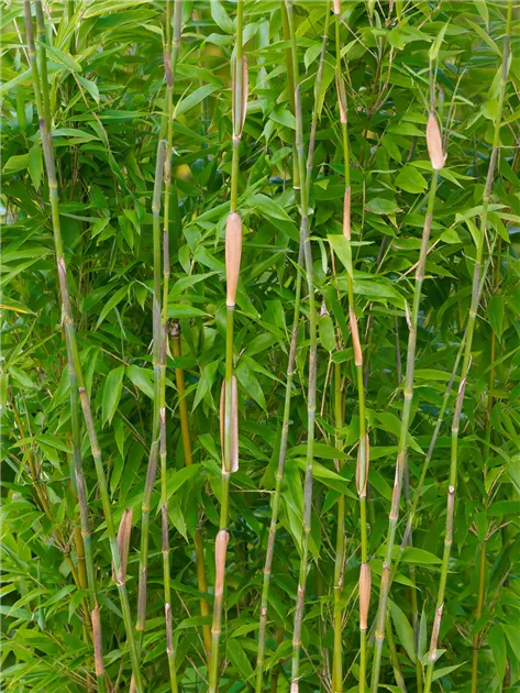 Bambus 'Lancaster' Pflanze, Pflege & Tipps  Floragard