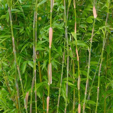 Bambus 'Lancaster' Bambus 'Lancaster'