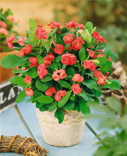 Christusdorn Pflanze, Pflege & Tipps  Floragard
