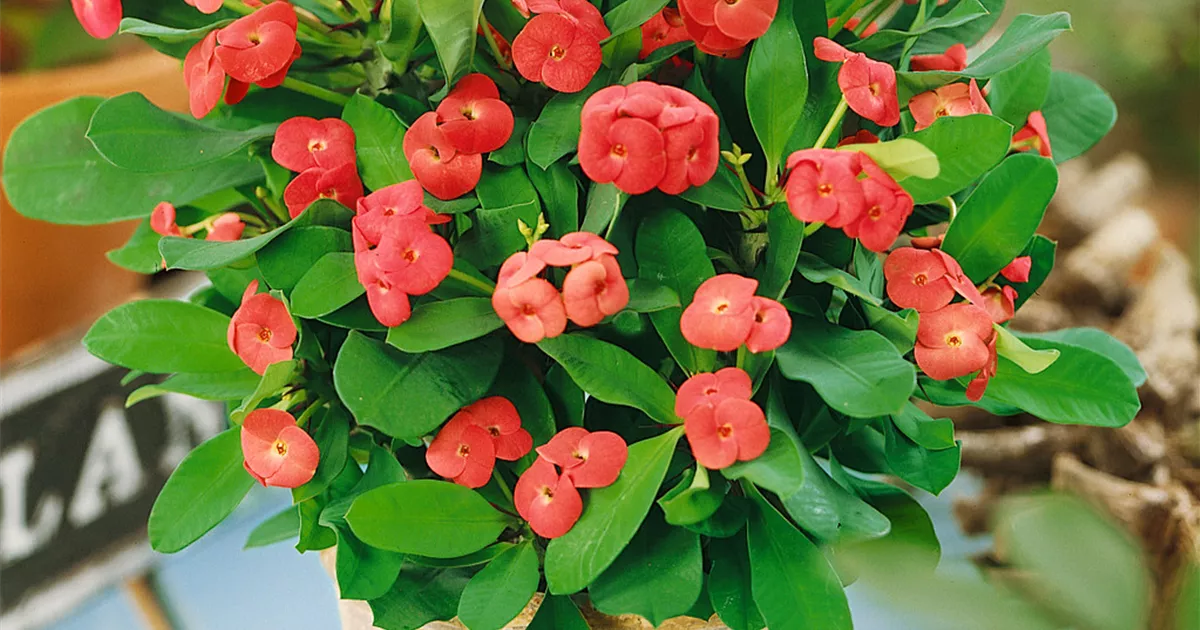 Christusdorn Pflanze, Pflege & Tipps  Floragard