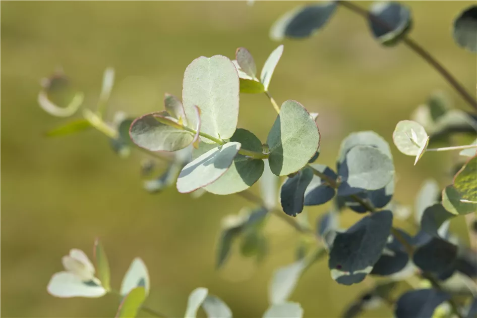 Echter Eukalyptus 'Azura' Pflanze, Pflege & Tipps  Floragard