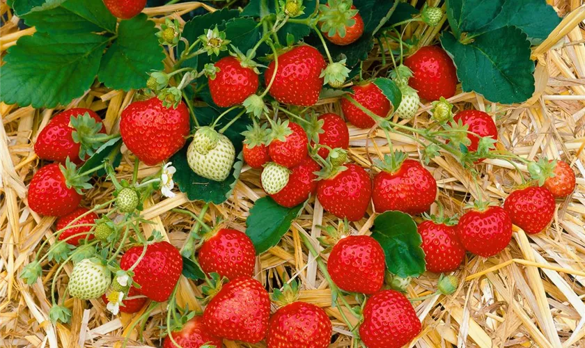 Fragaria x ananassa 'Everlin'