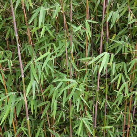 Bambus 'Black Pearl' Bambus 'Black Pearl'