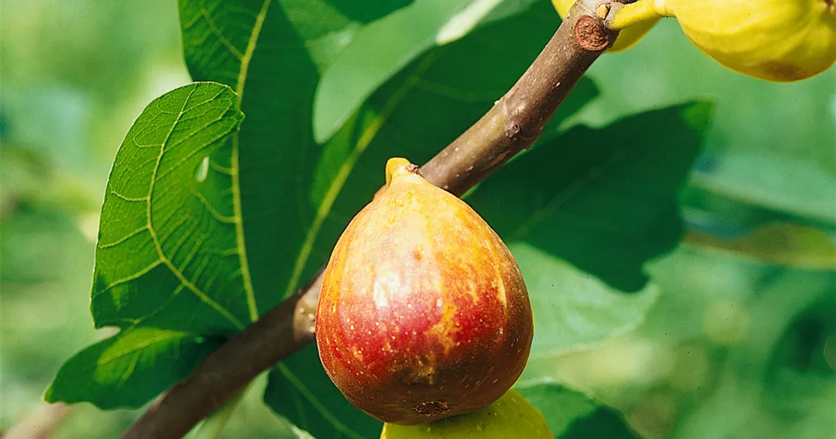Ficus carica 'Goldfeige' Pflanze, Pflege & Tipps  Floragard