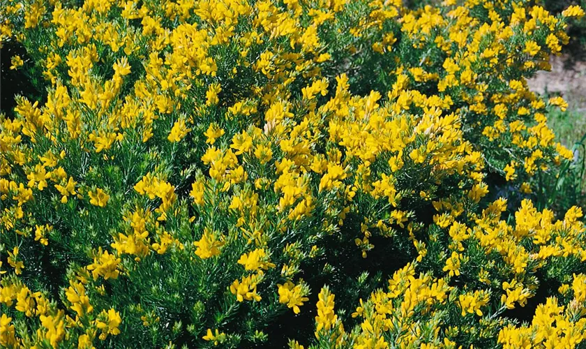 Genista germanica 'Schmetterlingsblüte'