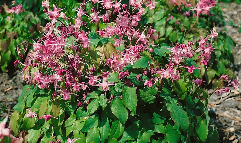 Epimedium grandiflorum 'Rubinkrone'