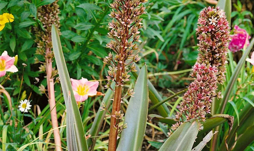 Schopflilie 'Sparkling Burgundy'