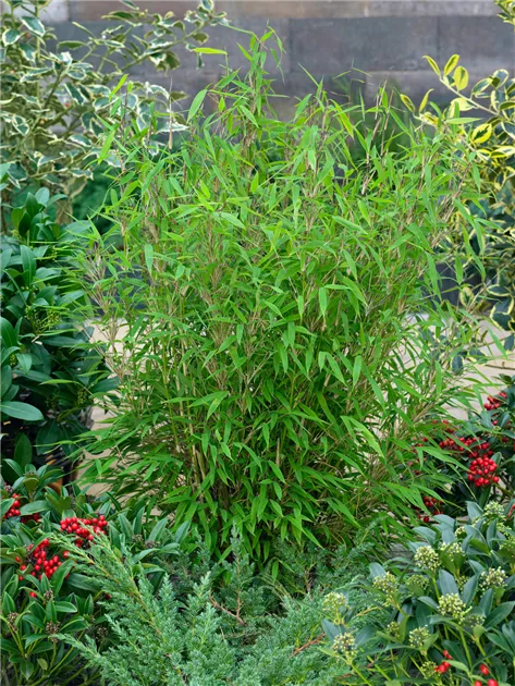 Fargesia murielae 'Highland'(s) Pflanze, Pflege & Tipps  Floragard