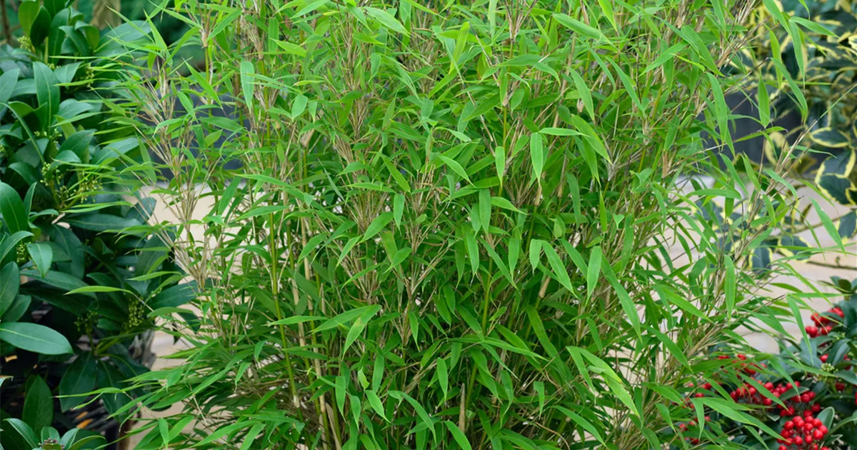Fargesia murielae 'Friederike' Pflanze, Pflege & Tipps  Floragard