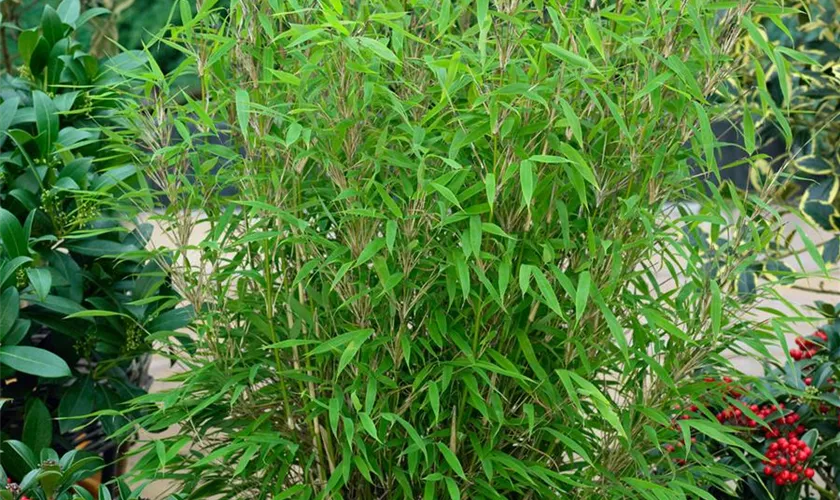 Gartenbambus 'Friederike'