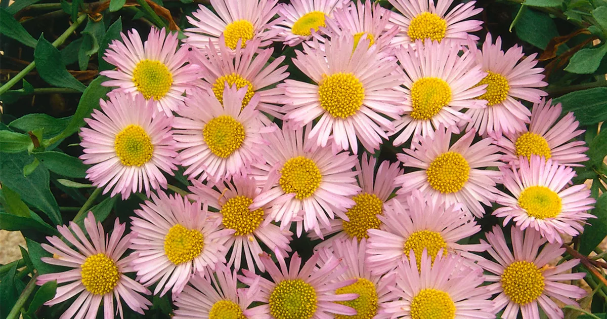 Erigeron alpinus Pflanze, Pflege & Tipps Floragard