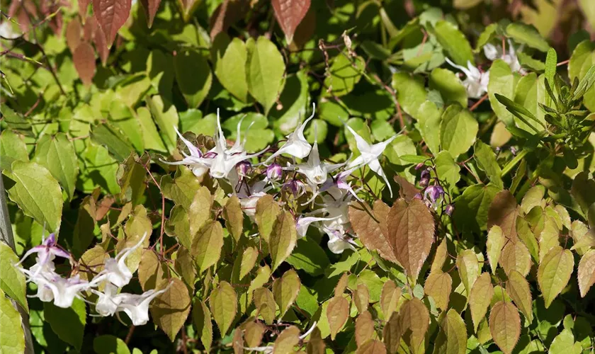 Epimedium grandiflorum 'Akebono'