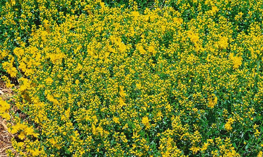 Genista tinctoria 'Plena'