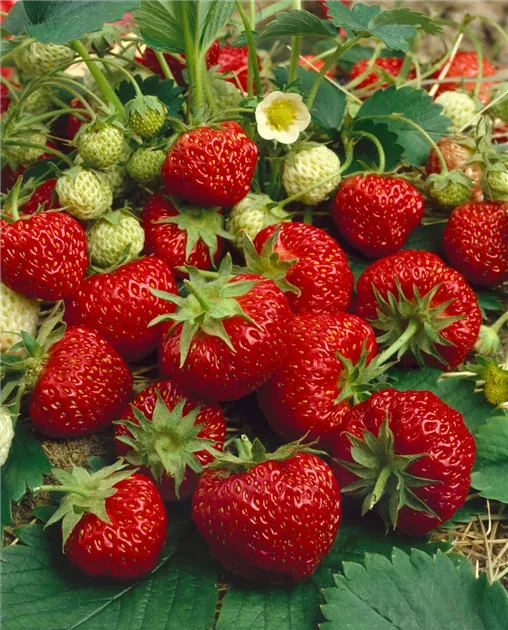 Erdbeere 'Hummi Silva' Pflanze, Pflege & Tipps  Floragard