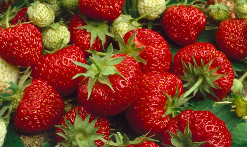 Fragaria x ananassa 'Hummi® Praline'