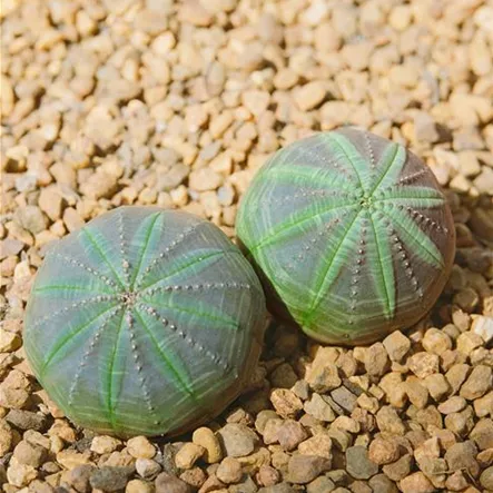 Baseball-Wolfsmilch Baseball-Wolfsmilch