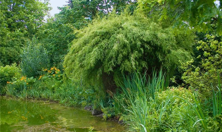 Gartenbambus 'Jonnys Gigant'(s)