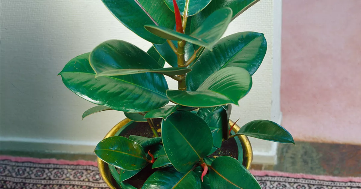 60+ Ficus Robusta Pflege, Als zimmerpflanze muss er an einem hellen