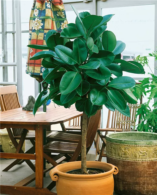 Ficus elastica 'Robusta' Pflanze, Pflege & Tipps  Floragard