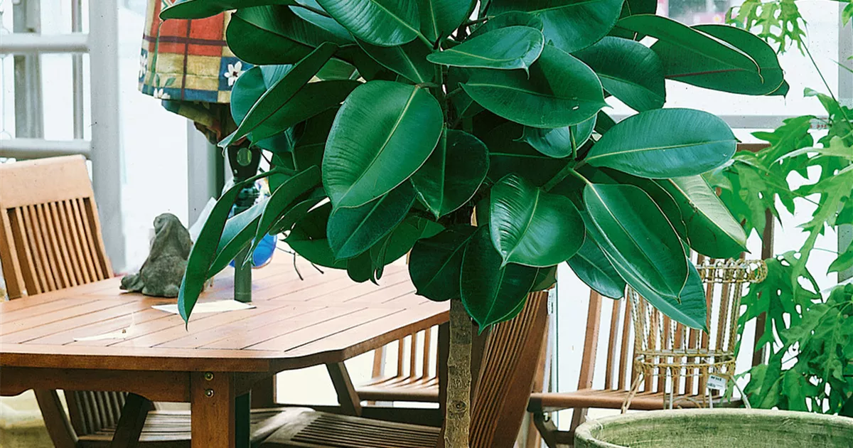 monstera światło Monstera deliciosa Electro Light King