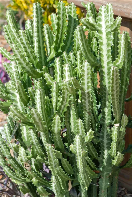 Euphorbia lactea Pflanze, Pflege & Tipps  Floragard
