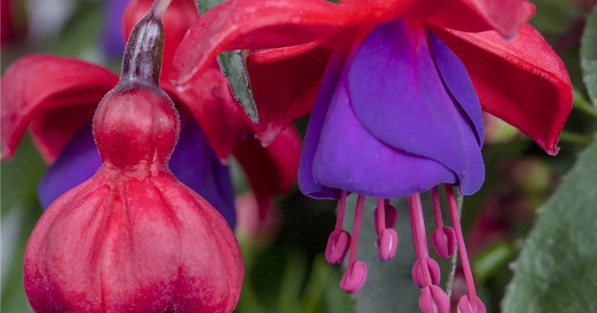 Fuchsia 'Corallina Variegata' Pflanze, Pflege & Tipps Floragard