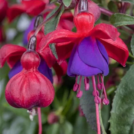 Fuchsia 'Corallina Variegata'