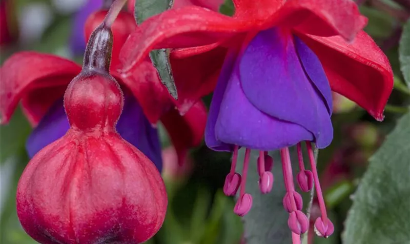 Garten-Fuchsie 'Corallina Variegata'