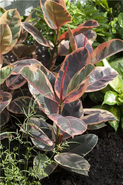Ficus elastica 'Belize' Pflanze, Pflege & Tipps  Floragard