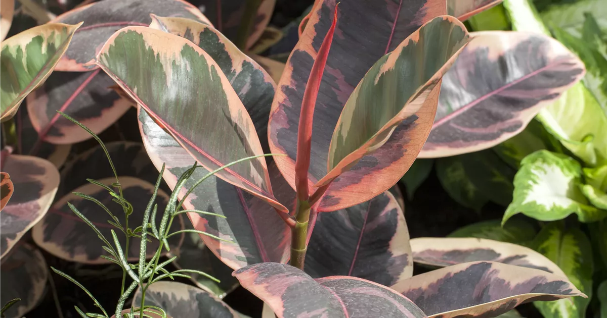Ficus elastica 'Belize' Pflanze, Pflege & Tipps Floragard