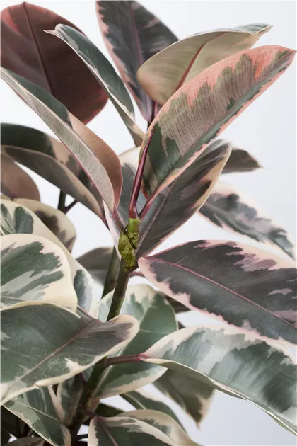 Ficus elastica 'Belize' Pflanze, Pflege & Tipps  Floragard