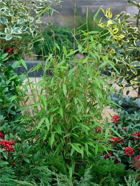 Fargesia murielae 'Jumbo' Pflanze, Pflege & Tipps  Floragard