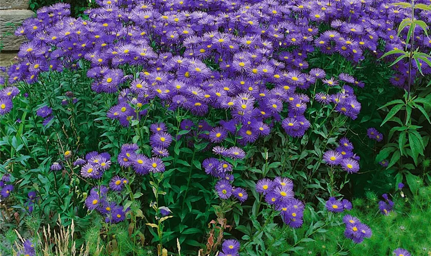Erigeron speciosus 'Azure Beauty'