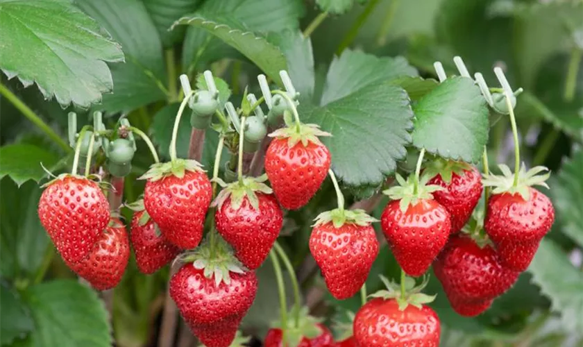 Fragaria x ananassa 'Marmelin'